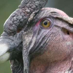 Gros plan gauche de la tête d'un condor des Andes. La tête et le cou sont presque déplumés et sont d'une couleur noire et rouge sombre. Ses yeux sont jaunes, il possède une crête charnue et un caroncule lobé. Son œil est jaune.