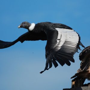 Grand condor des Andes en vol vers la gauche sur fond de ciel bleu. Il porte une collerette de plumes blanches autour de la base du cou et, de grandes taches blanches sur les côtés. La tête et le cou sont presque déplumés et sont d'une couleur noire et rouge sombre.