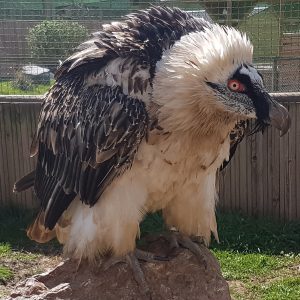 Gros plan de profil droit sur un gypaéte barbu dans sa volière au parc Les Aigles du Léman. Il est placé sur un rocher. Sa tête et son ventre sont blancs tandis que son dos et ses ailes sont marron claisr et foncés. Son œil est jaune, entouré d'un cercle oculaire d'un rouge intense. Son bec est puissant et crochu.