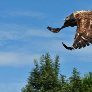 Gypaète barbu en plein vol qui se dirige vers la gauche. Le ciel est bleu. Il est de couleur marron et marron clair.