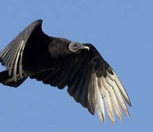 Vautour urubu noir en plein vol sur un fond de ciel bleu. Il se dirige vers la droiet.