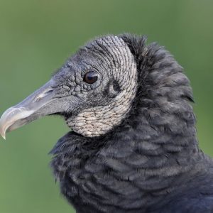 Portrait du profil gauche d'un urubu noir. La tête et le cou sont nus. La peau gris foncé ou noirâtre présente de nombreux plis et verrues. Son plumage est noir.