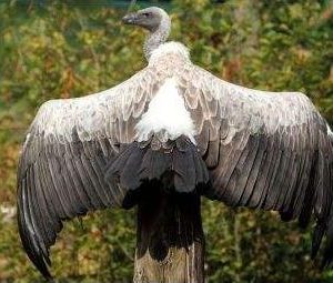 Vautour à dos blanc ayant ses ailes déployées, il est placé vue de dos perché sur un tronc. Il est de couleur foncée à l'extrémité de ses ailes et on distingue une zone blanche au milieu de son dos. Le haut de ses ailes est marron clair.