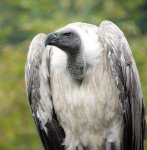 Vautour à dos blanc vue de face placé sur un tronc. Son corps est blanc et ses ailes sont grises claires.