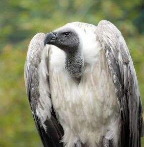 Vautour 