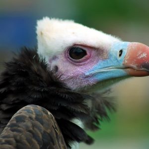 Portrait du profil droit d'un vautour à tête blanche. Sa tête est blanche, rose autour de son œil. La base de son bec est bleu et l'autre extrémité est de couleur jaune-orangé. Il porte une collerette autour de son coude couleur marron foncé.