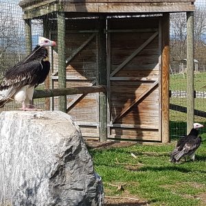Couple de vautour à tête blanche, l'un est sur un rocher sur la gauche et l'autre au sol sur le gazon. Ils sont dans leur volière au parc Les Aigles du Léman.