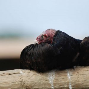 Gros plan sur un vautour aura couché sur un perchoir. Sa tête est petite et dépourvue de plumes, couverte d'une peau rouge et ridée. L'ensemble du plumage corporel est noir.