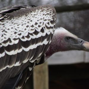 Gros plan du profil droit du vautoir de ruppell. Ses ailes sont noires et blanches de façon alternatives.