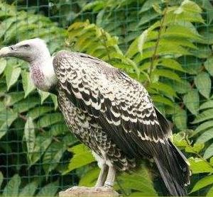 Vautour de ruppell perché sur un tronc d'arbre. Son plumage et noir et blanc et une collerette blanchâtre ébouriffée habille la base du cou.