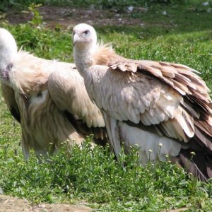 Couple de vautour de l'himalaya au sol. Leur plumage est beige et blanc avec quelques pointes de marron foncé.