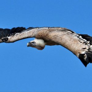 Vautour fauve en vol sur fond de ciel bleu. Brun fauve sur le dessus, les ailes aux primaires noires sont plutôt foncées.