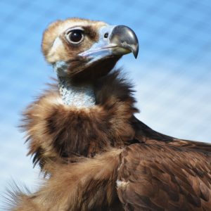 Portrait de la tête d'un vautour moine qui regarde vers la droite. La peau nue de son cou est bleuté, son plumage est marron et ressemble à une fourrure autour de son cou.