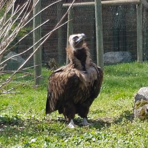 Vautour moine dans sa volière au parc Les Aigles du Léman. Il est au sol dans l'herbe. Il est couleur marron foncé et marron clair autour de son cou.