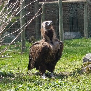 Vautour moine dans sa volière au parc Les Aigles du Léman. Il est au sol dans l'herbe. Il est couleur marron foncé et marron clair autour de son cou.