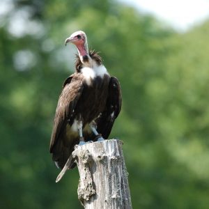 Vautour neophron moine perché sur un tronc. Sa tête est en peu nue rose clair et son corps est foncé.