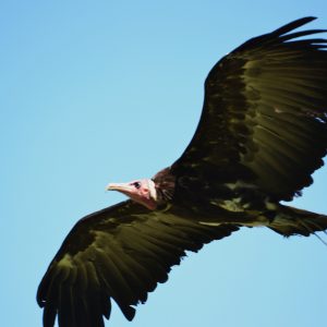 Vautour néophron en vol sur fond de ciel bleu. On voit le dessous de ses ailes de couleur dominante qui est le noir et le blanc.