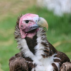 Close-up portrait of the head of an oriku vulture. The colour of its head and neck is rather pink and featherless.