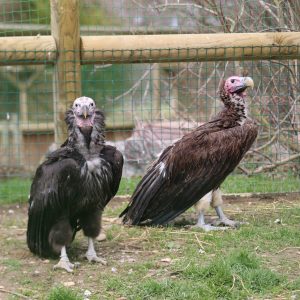 Couple de vautour oricou au sol, dans leur volière au parc Les Aigles du Léman. La couleur de sa tête et de son cou est plutôt rose et dépourvus de plumes. Son plumage est foncé.