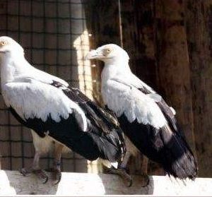 Couple de vautour palmiste, tourné au 3/4 vers la gauche. Ils sont sur leur perchoirs. Leur plumage est noir et blanc.