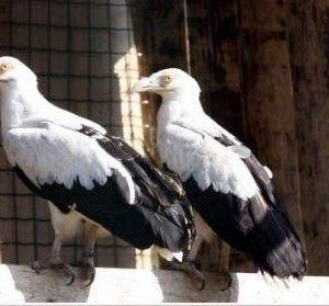 Couple de 
