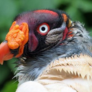 Portrait de la tête d'un vautour pape. Sa tête et son cou, dépourvus de plumes, arborent de vives couleurs jaune, orange, rouge, mauve ou bleu. Son bec est assorti d'une excroissance de chair, de couleur orange. Le contour de son œil est rouge-orangé.