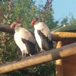 Couple de vautour pape posé sur leur perchoir dans leur volière au parc Les Aigles du Léman. Son plumage, majoritairement blanc tandis que ses ailes et sa queue sont gris foncé ou noir. Sa tête et son cou, dépourvus de plumes, arborent de vives couleurs jaune, orange, rouge, mauve ou bleu. Son bec est assorti d'une excroissance de chair, de couleur orange.