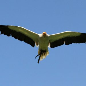 Vautour percnoptère en vol de face. Son plumage est noir et blanc et sa face jaune avec un bec long et mince, de couleur jaune également.