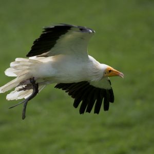 Vautour percnoptère en vol sur le côté droit. Son plumage est noir et blanc et sa face jaune avec un bec long et mince, de couleur jaune également.