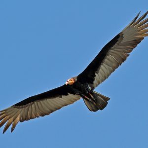 Urubu à tête jaune sur fond de ciel blen. Ses ailes sont complétement déployées et on voit le dessous de son corps.Ses