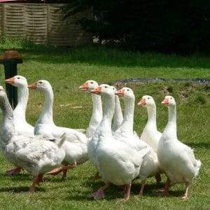 Groupe d'oie blanche dans un pré. Elles marchent du côté gauche.