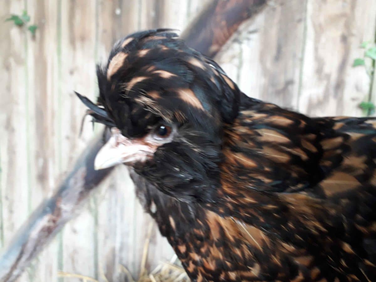 Gros plan du profil gauche de Jacquotte, une poule de Padoue.