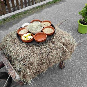 Photo du goûter des animaux de la ferme sur un plateau posé sur la paille dans une brouette en bois.