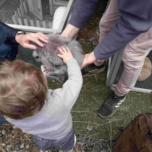 Enfant qui touche un lapin géant de couleur grise.