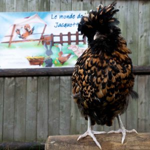 Poule de Padoue perchée sur une barrière en bois devant le panneau Le Monde de Jacquotte.