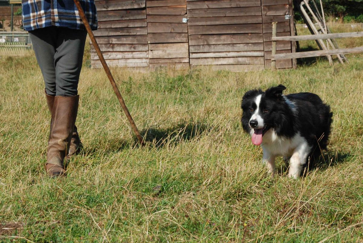Photot d'un chien de berger marchant dans un champs à côté de son berger dont on voit uniquement les jambes.