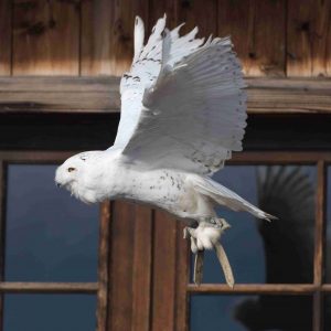 Chouette harfang en vol vers la gauche devant le restaurant de Morzine.