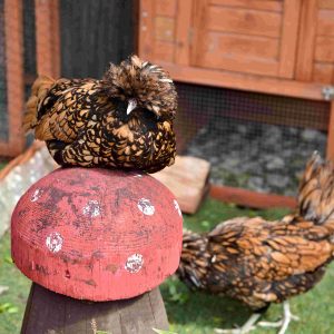 Une poule de padoue perchée et couchée sur un décor champignon rouge et blanc en bois.