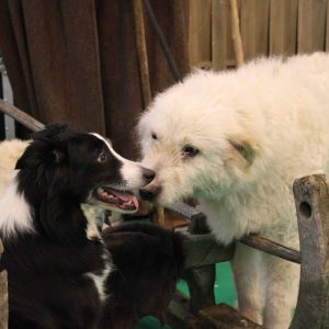 Photo de 2 chiens de berger l'un est blanc l'autre est noir et blanc.