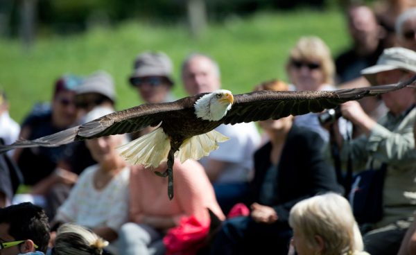 Bald eagle in flight during the show "Les seigneurs des cieux" at Les Aigles du Léman park.
