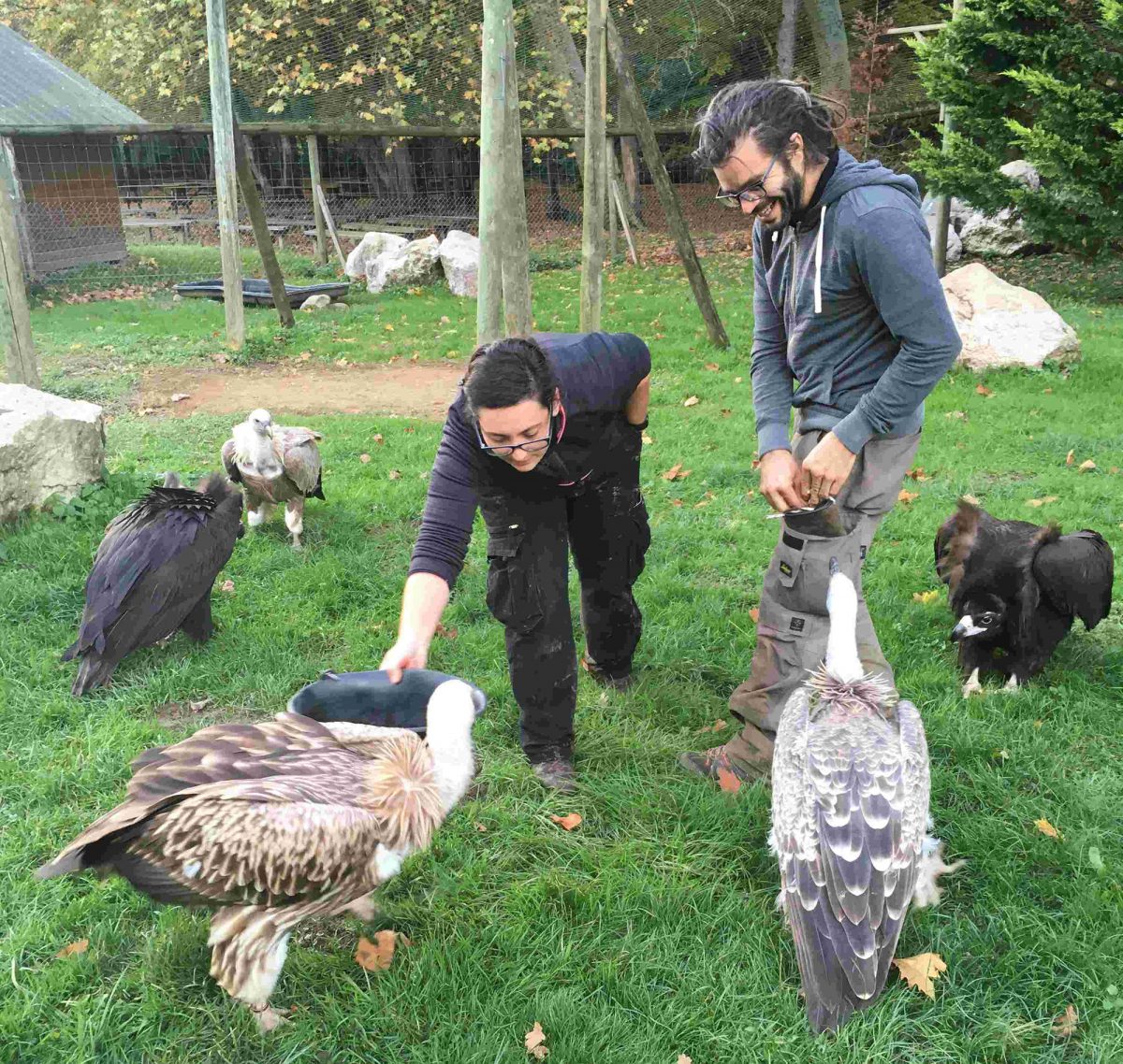 Group during a falconry animation at the park Les Aigles du Léman. They are in the middle of the griffon vultures to whom they feed.