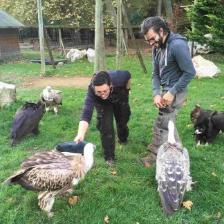 Groupe au cours d'une animation fauconnerie au parc Les Aigles du Léman. Ils sont au milieu des vautours fauves à qui ils donnent à manger.