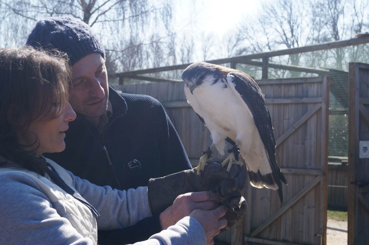 Stage de 3 jours au parc Les Aigles du Léman. Les stagiaires portent un oiseau au gant.