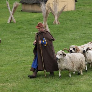 Berger en paturage avec ses moutons blancs aux museaux noirs qui le suivent.