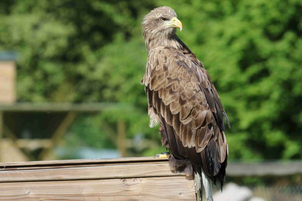 Pygargue à queue blanche perché sur un support en bois au parc Les Aigles du Léman. Sa tête est tournée vers la droite, il regarde derrière lui.