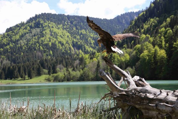 Back view of a white-tailed eagle in the wild arriving on a wooden branch, its wings spread. It faces a lake. The background of the picture is lined with fir trees.