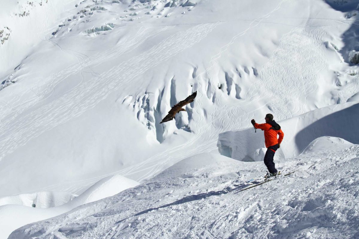 Eagle on skis in the mountains.