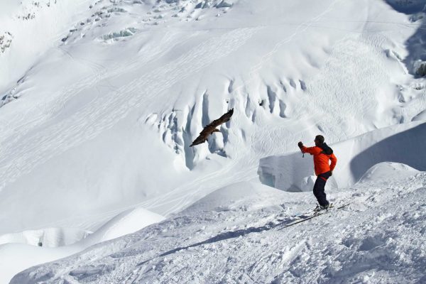 Eagle on skis in the mountains.