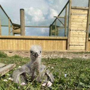 Portrait d'un bébé Pygargue à tête blanche dans l’herbe de 15 jours.