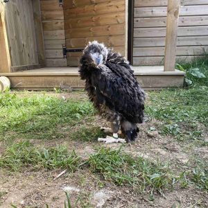 Pygargue à tête blanche de 1 mois, il est juvénile. Son plumage est foncé.